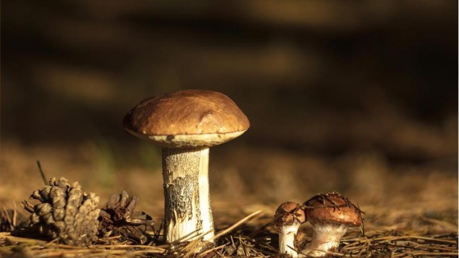 Una jornada sobre micología y producciones no madereras del monte cita 60 participantes en la Estación Científica de O Courel