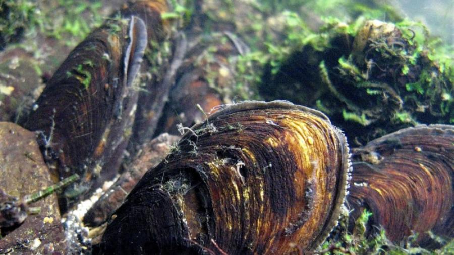 La Fundación Biodiversidad apoya en su última convocatoria un proyecto del Campus Terra de la USC para el cultivo y la conservación del mejillón de río