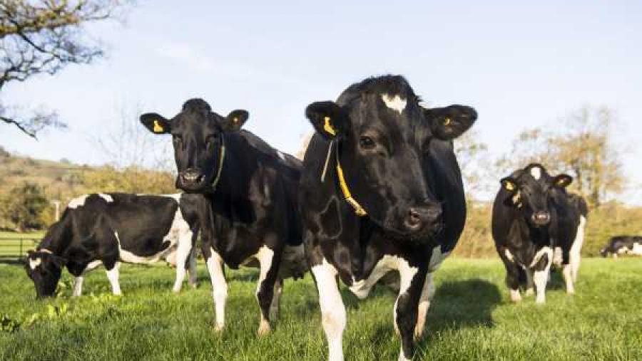 Abierta la inscripción en las jornadas ‘Vacuno de leche y pastoreo’, que se desarrollarán el 14 de noviembre en el Campus Terra