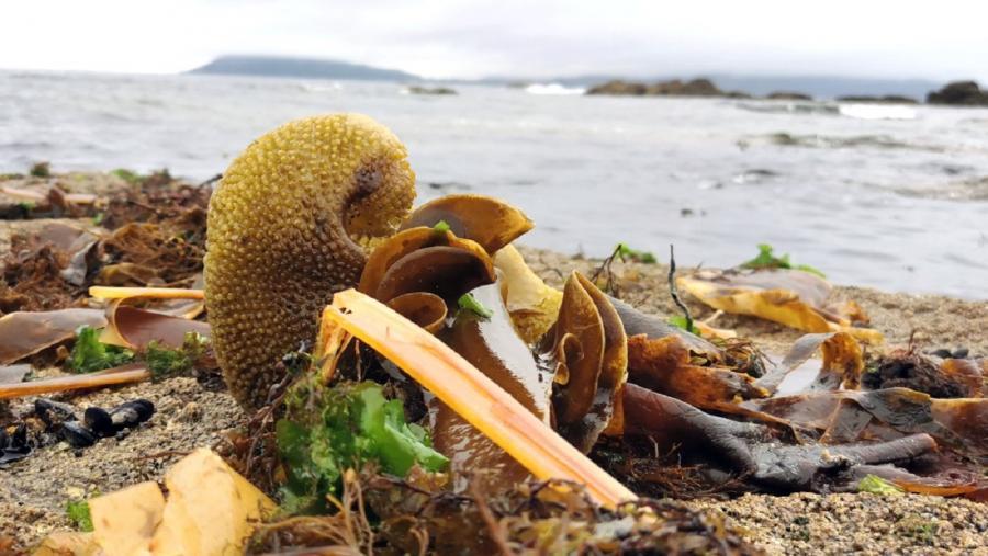 Do mar aos cultivos: así é o percorrido das algas no Campus Terra