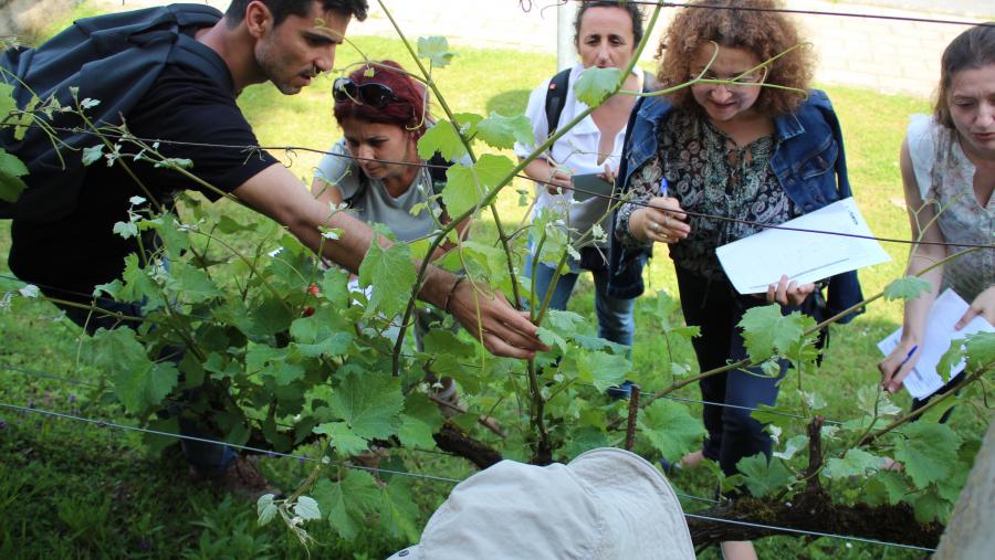 El Campus Terra de la USC mantiene abierta la preinscripción en los cursos en gestión de enfermedades de la vid impulsados por el proyecto ERASMUS + PAThOGEN