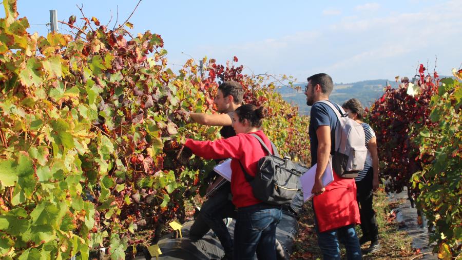 O Campus Terra da USC abre a inscrición do curso básico en xestión de enfermidades da vide a través da plataforma de e-learning do proxecto PAThOGEN