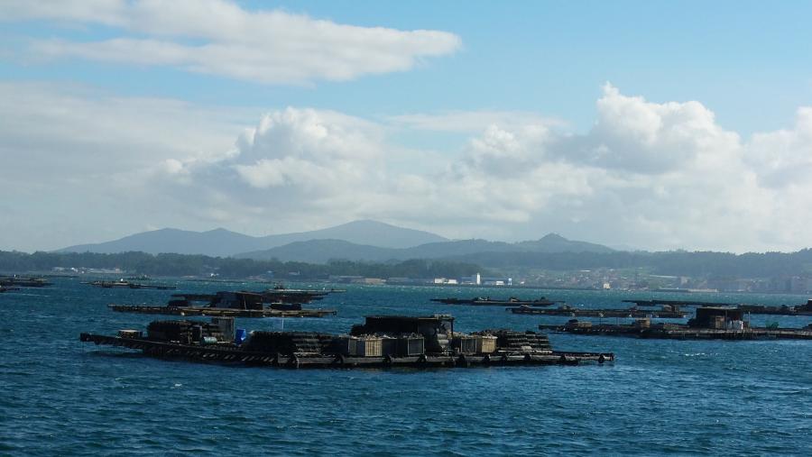 A rede Inmunogenom organiza o vindeiro 24 de outubro unha 'Caravana pola Acuicultura’