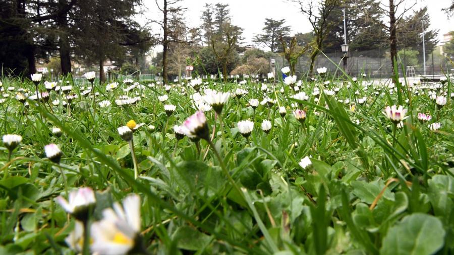 É unha das máis madrugadoras do século XXI por mor de tratarse 2020 dun ano bisesto. Foto: Santi Alvite
