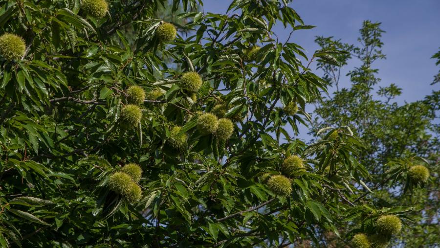 Detalle da copa dun castiñeiro