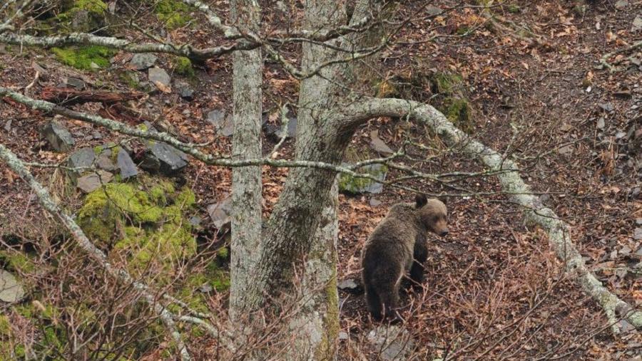 Exemplar de oso pardo ibérico, na serra courelá. Foto: Fundación Oso Pardo