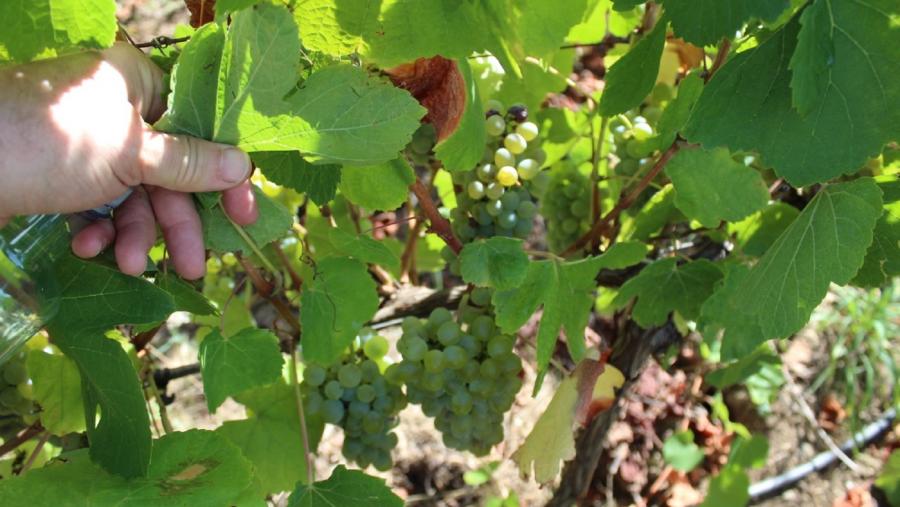 Un investigador analiza a follaxe e as uvas das cepas da viña experimental de que dispón a EPSE da USC en Portomarín