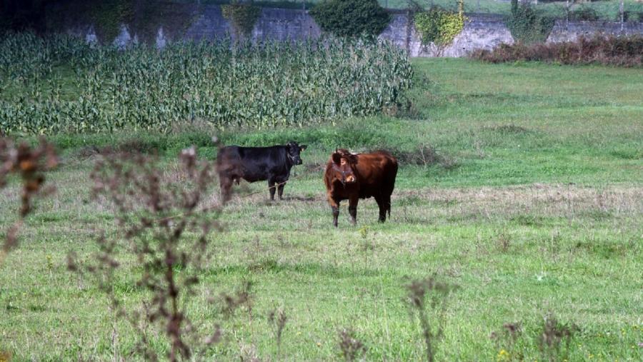 Sistema agroforestal. Foto: Santi Alvite