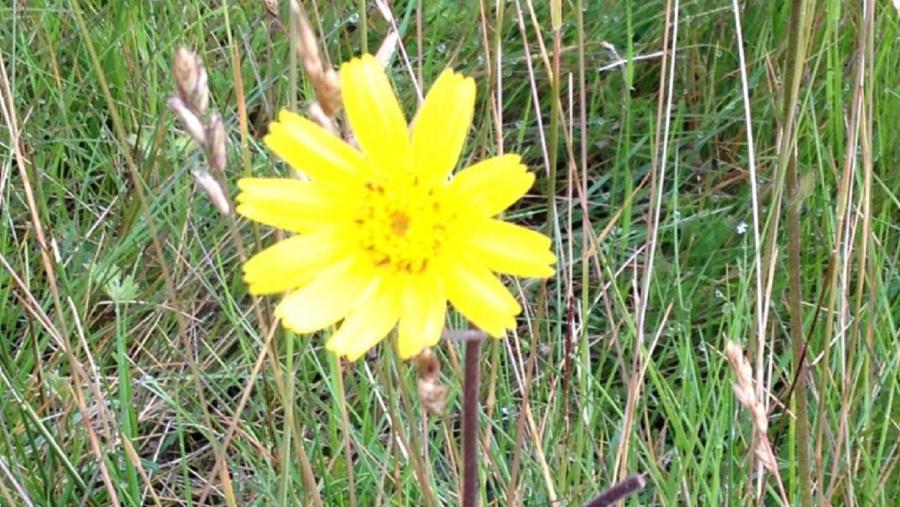 Flor de árnica, nun campo da Terra Chá