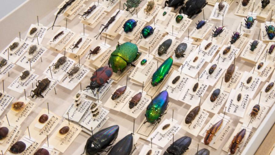 Esta colección comprende máis de 4000 exemplares