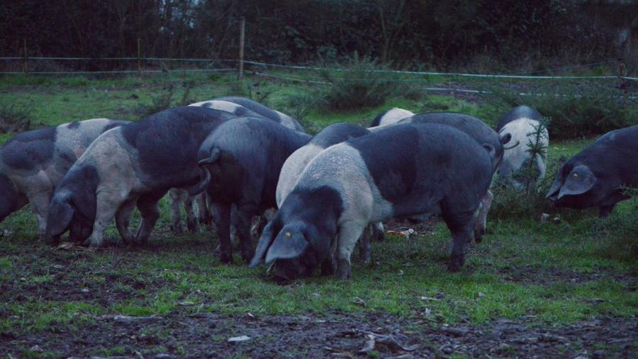 Piara de exemplares de raza porcina celta