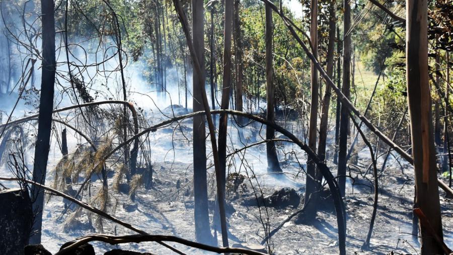 Superficie forestal afectada polas lapas. Foto: Santi Alvite