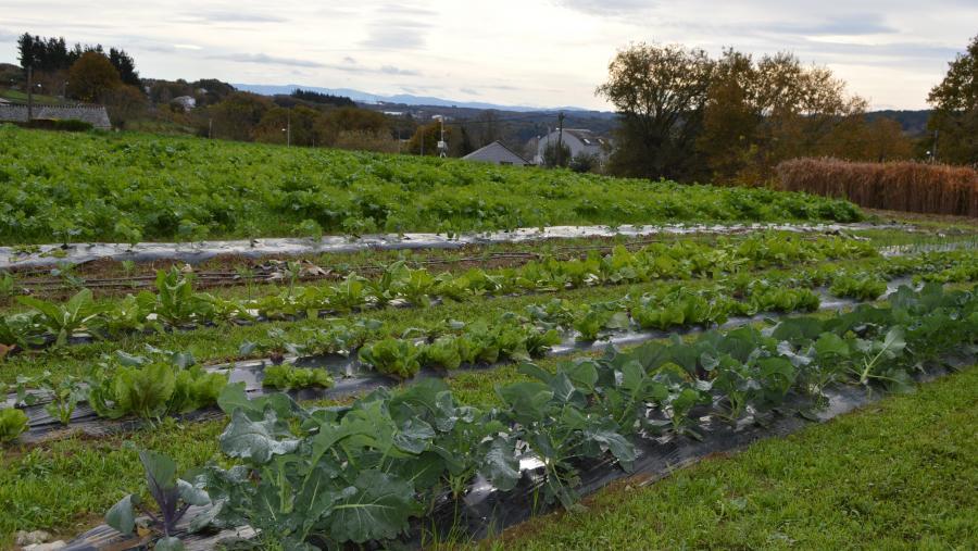 Plantacións de nabos e outros cultivos de horta, na finca de prácticas da EPS de Enxeñaría