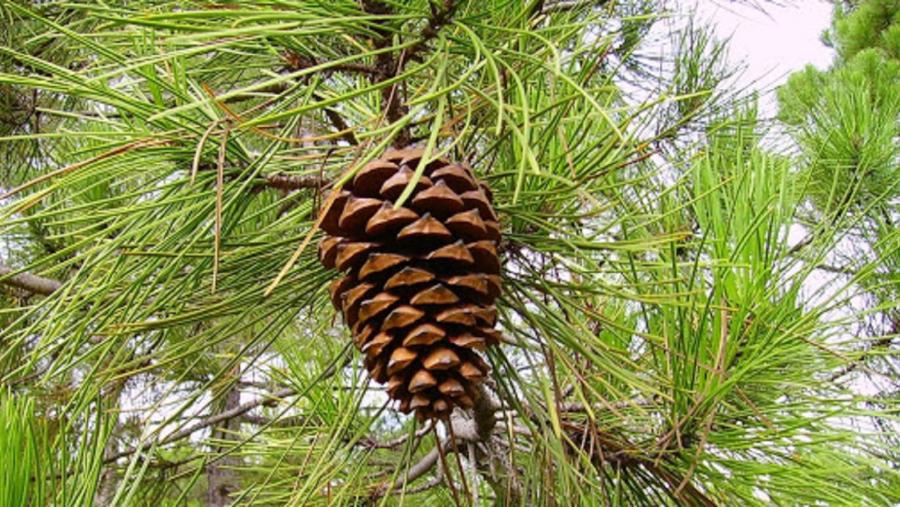 Ramaxe dun piñeiro do país