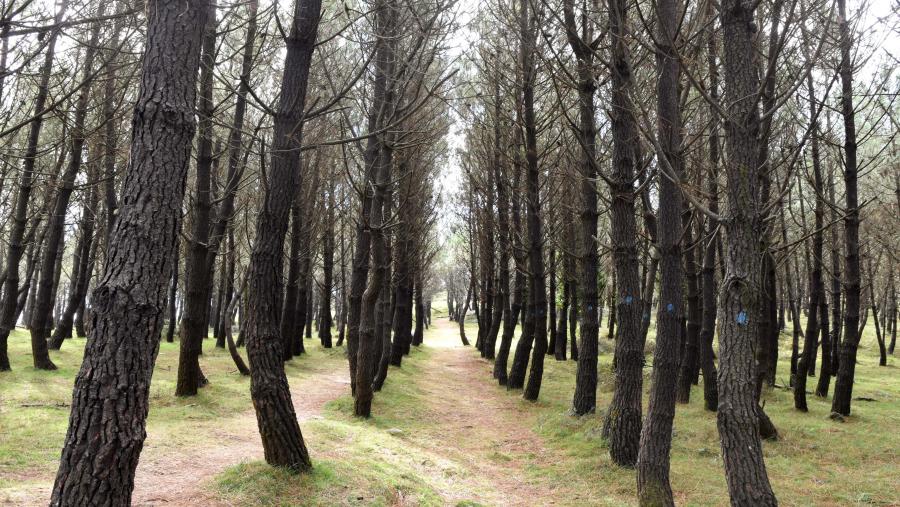 A investigación explora novas posibilidades na loita contra os incendios. Foto. Santi Alvite