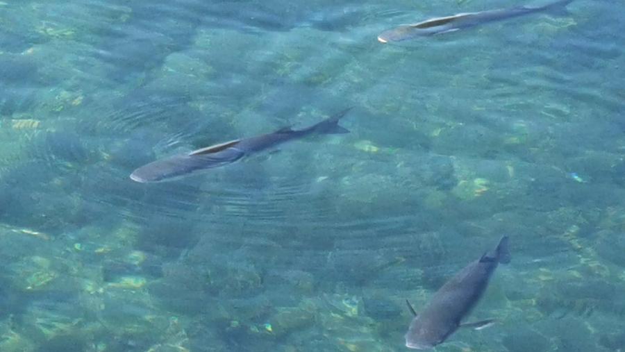 Este grupo analizou tamén a dispoñibilidade dos fondos europeos, estatais e rexionais para facer fronte á pandemia. FOTO: Santi Alvite