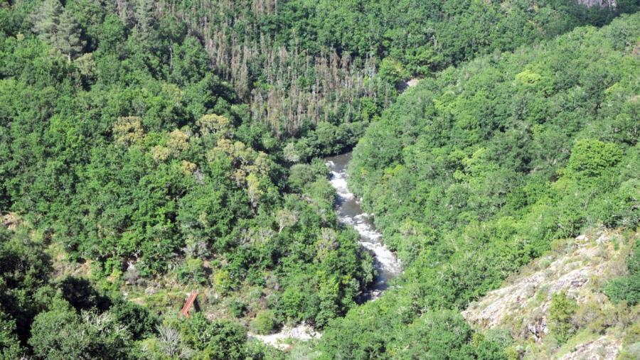 Paisaxe forestal. Foto: Santi Alvite