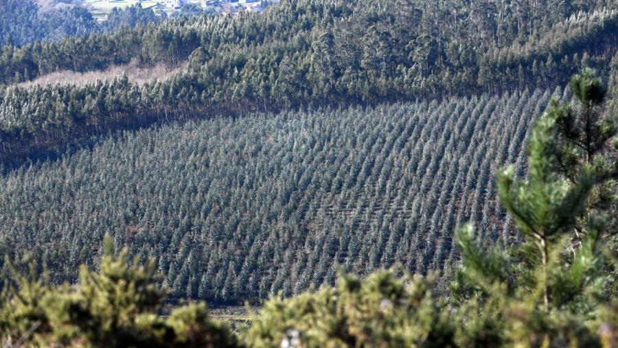 Paisaxe foresta.. Foto: Santi Alvite