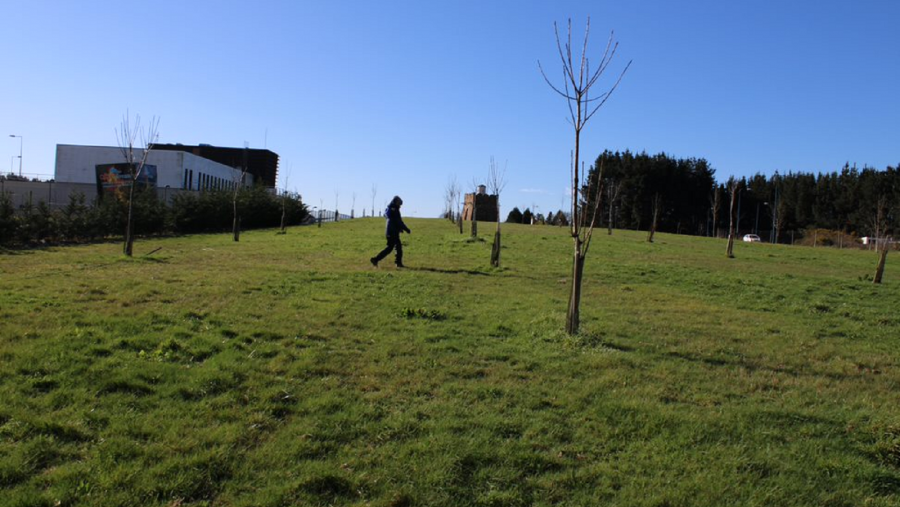 Castiñeiros plantados en As Gándaras ao abeiro do proxecto Life Lugo+Biodinámico