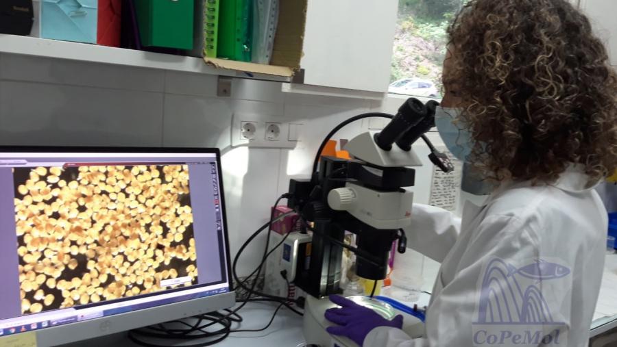 Unha investigadora do grupo CoPeMol observa a colleita de xuvenís de mexillóns deste ano