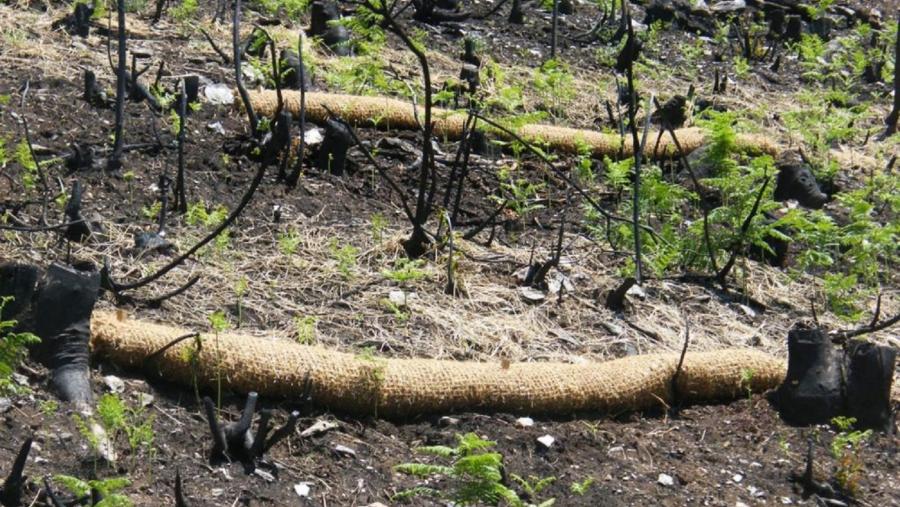 Plantación nuns terreos queimados na Serra do Xurés