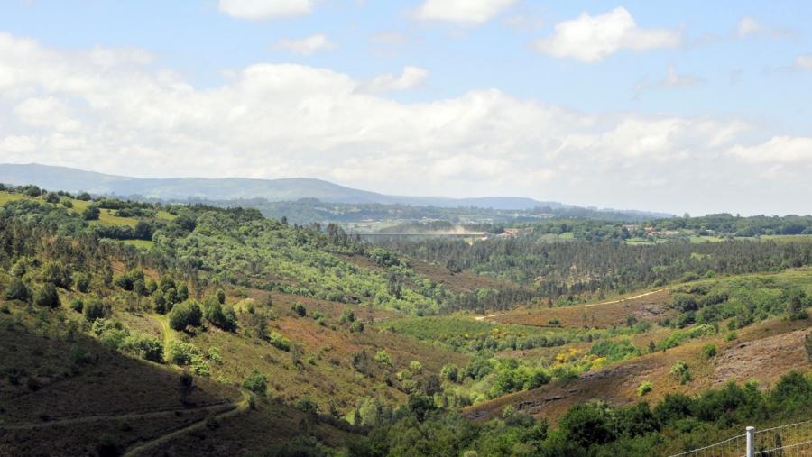 Paisaxe forestal de Galicia. Foto: Santi Alvite