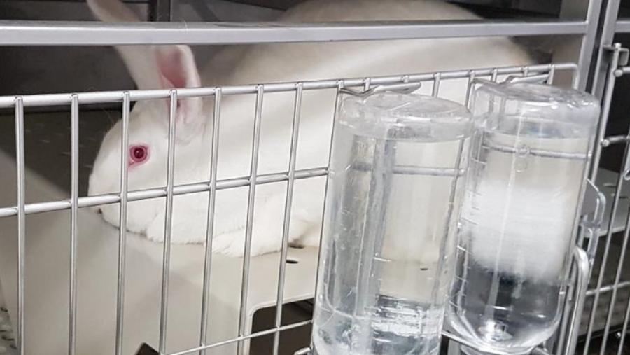 Un coello nas instalacións do Animalario de experimentación da USC en Lugo
