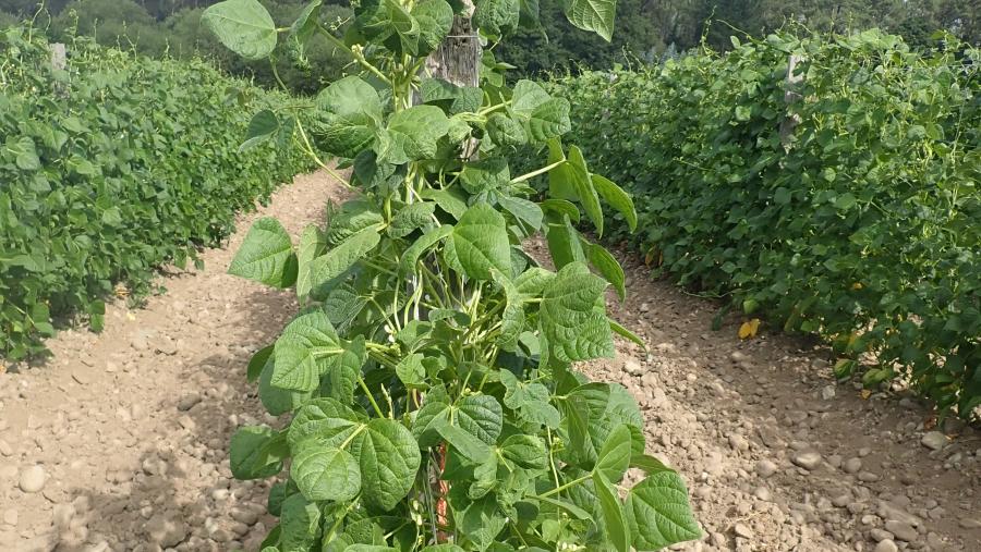 Plantación de fabas de Lourenzá. Foto: Sonia Expósito