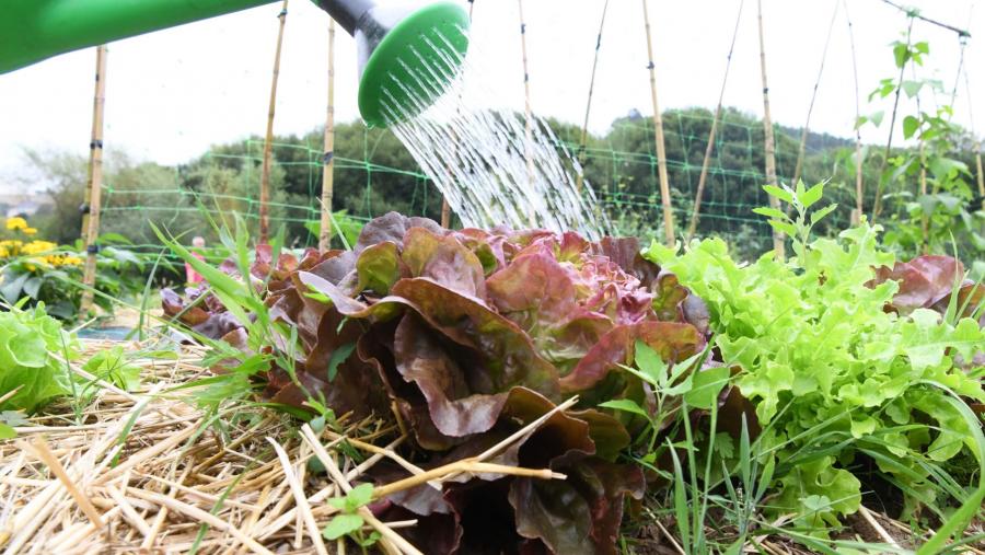 A creación de hortos urbanos é unha das actuacións programadas en Burela