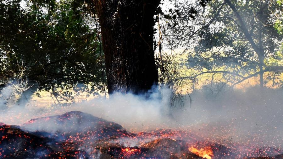 Un bosque incendiado