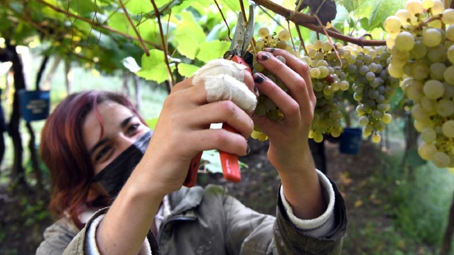 Unha muller recollendo uvas. Foto: Santi Alvite