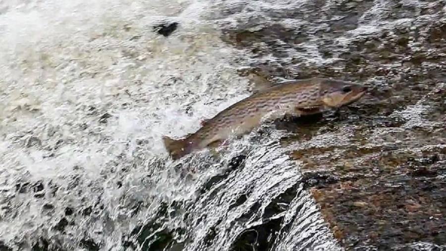 Unha troita nun cauce fluvial. Autor: JR Montero