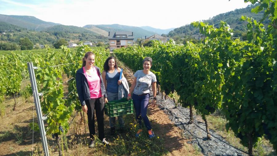 Investigadoras da EPS de Enxeñaría da USC xunto con Mar Vilanova, á dereita, nun viñedo da Ribeira Sacra