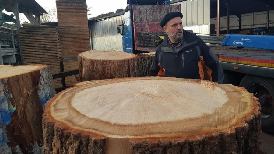 Troncos de árbores, nun serradoiro