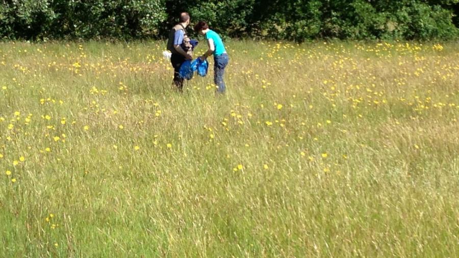 As propiedades da Árnica montana L., unha planta de uso habitual en farmacia, homeopatía e cosmética, débense ao contido de diferentes compostos bioactivos, responsables das actividades medicinais da planta