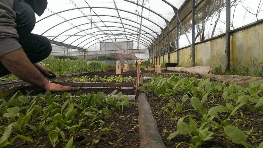 Plantación hortícola