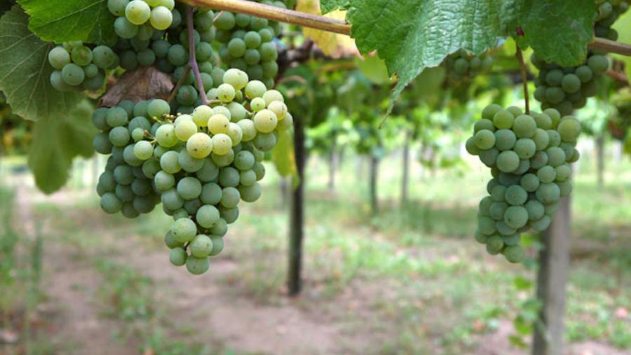 Plantación de vides