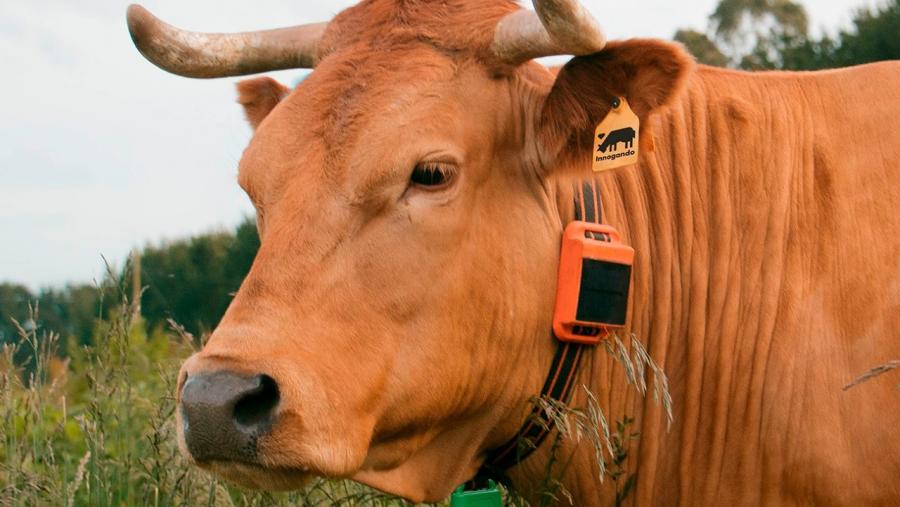 Unha vaca co dispositivo Rumi, desenvolvido por Innogando, no pescozo