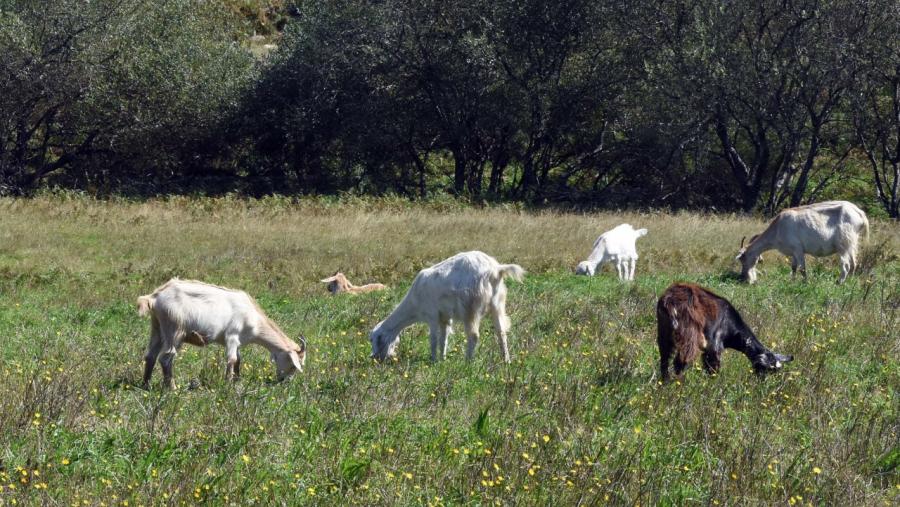Cabras pastando nunha superficie agroforestal. Foto: Santi Alvite