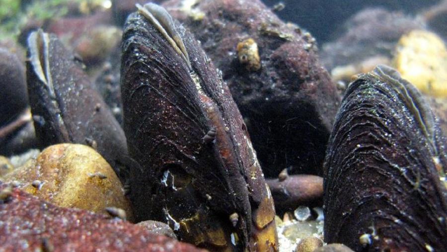 Imaxe de mexillón de río captada polo grupo de investigación Conservación de Peixes e Moluscos (CoPeMol) da USC