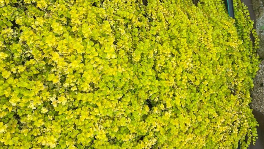 Alfombra vexetal desenvolvida por investigadores da EPS de Enxeñaría do Campus de Lugo da USC