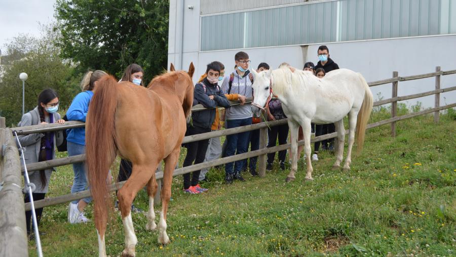 Usuarios do programa 'Vincúlate' acariñan égoas nas instalacións da Fundación Rof Codina