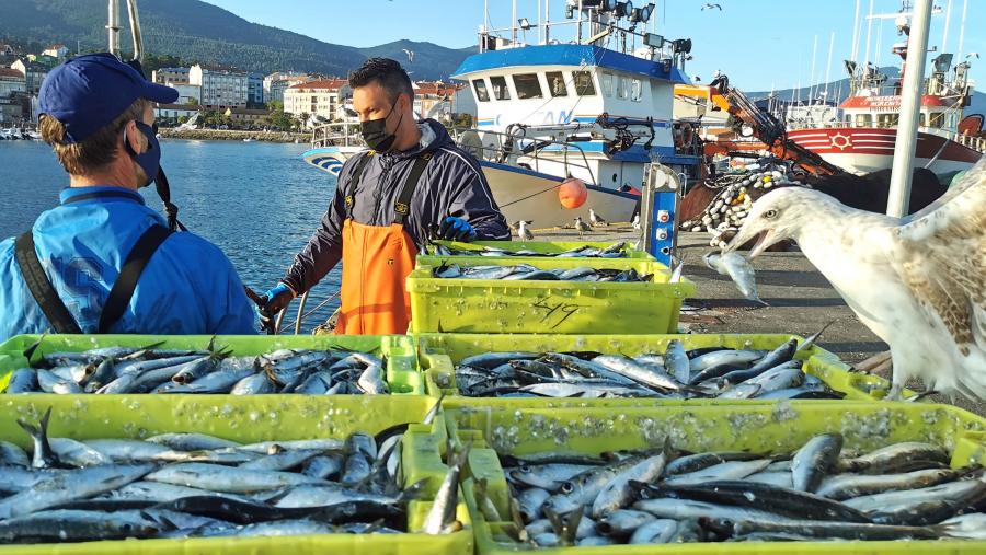 O seminario enmárcase dentro do proxecto Neptunus que ten como obxectivo principal promover o desenvolvemento sostible do sector pesqueiro. FOTO: Santi Alvite