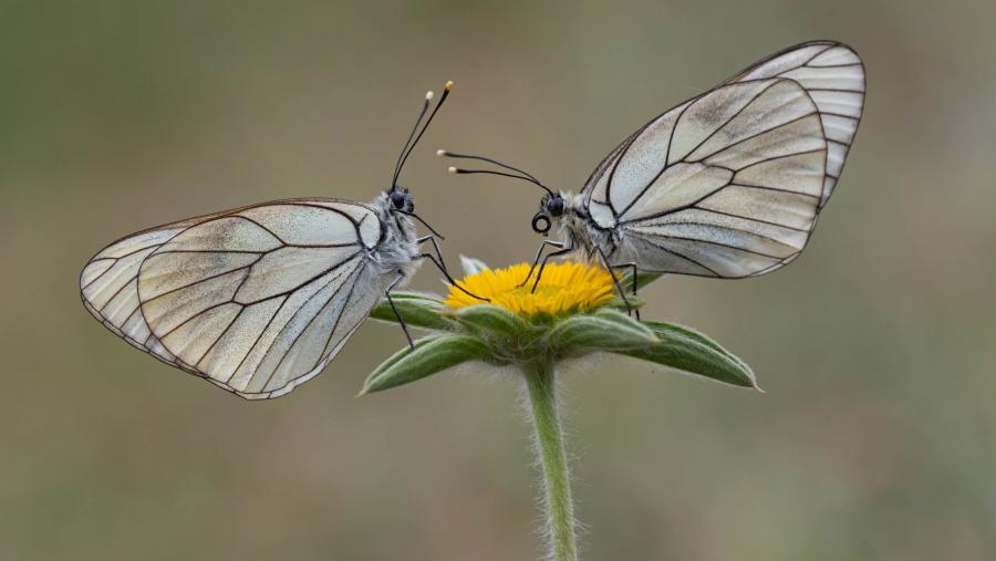 O primeiro premio, de 300 euros, foi para Guadalupe Rodríguez Vázquez polo seu traballo titulado ‘Amor entre pétalos’