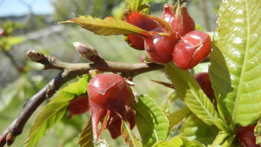Agallas en brotes dun castiñeiro