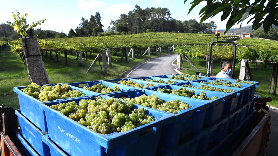 A investigación abordou a sustentabilidade ambiental das estratexias de valorización de residuos orgánicos vitivinícolas. Imaxe de arquivo de vendima. FOTO: Santi Alvite