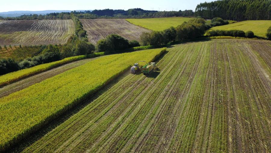 Recolleita de millo nunha parcela