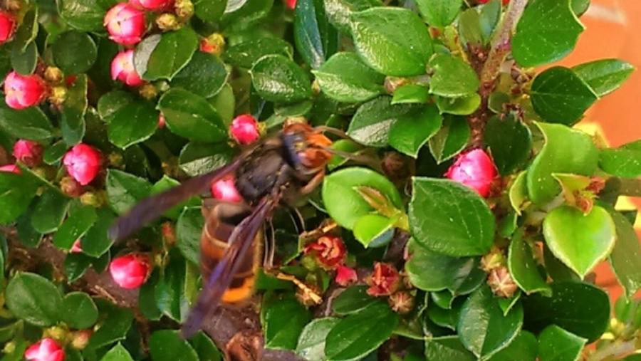 Imaxe dunha avespa velutina sobre unha planta
