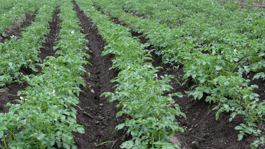 Plantación de patacas na se que se aplicaron extractos de algas