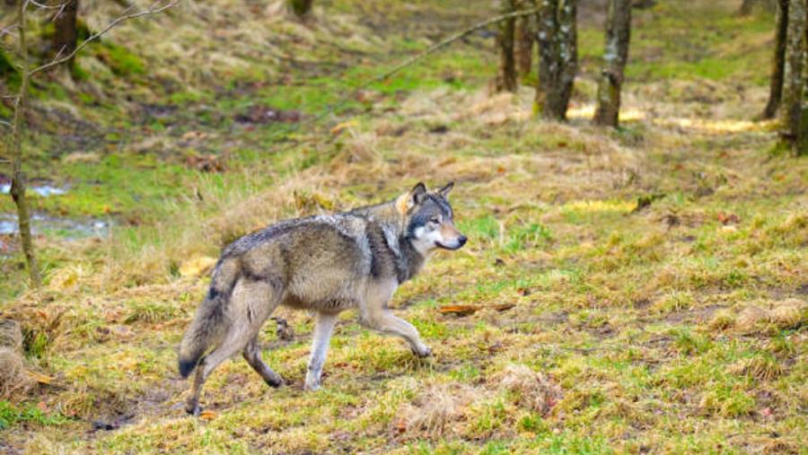 A poboación de lobo ibérico duplicouse en Asturias entre 2001 e 2021. Foto: Pixabay